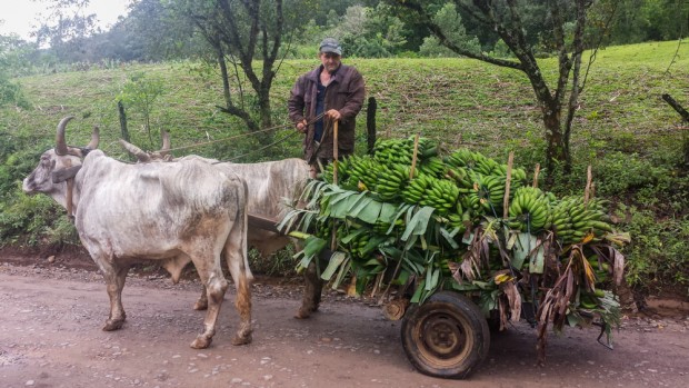   Osvaldir dos santos, em seu carro de boi levando bananas para a cidade d eParia Grande.    . Foto Joel Silva / Folhapress. 