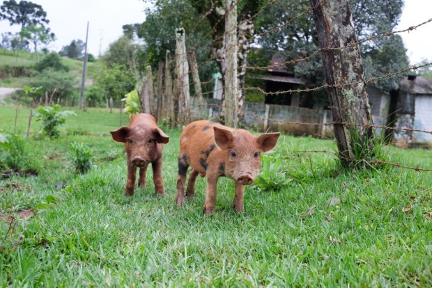    Porcos criados soltos em sistema Faxinal,  em comunidade Faxinal na zona rural de Prudentópolis, PR . (Foto Joel Silva / Folhapress. )