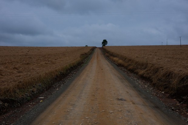  Plantação de trigo    em comunidade Faxinal na zona rural de Prudentópolis, PR . (Foto Joel Silva / Folhapress.) 