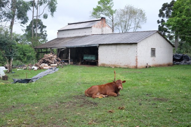  Gado em frente a casa tipica Ucraniana  em comunidade Faxinal na zona rural de Prudentópolis, PR . (Foto Joel Silva / Folhapress.) 