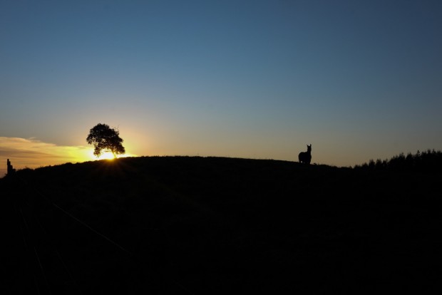 Amanhecer  na  Fazenda Santa Lucia da Serra, no município de Mauá da Serra, (PR) .( Foto Joel Silva / Folhapress.) 