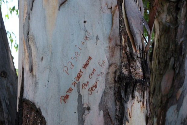  Frase  deixada em arvore de eucalipto próximo a cidade de Olímpia, Sp  .( Foto Joel Silva / Folhapress. )